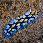 Phyllidia picta