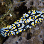 Phtllidia varicosa