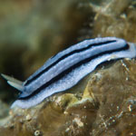 Phyllidiopsis xishaensis