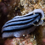 Phyllidiopsis xishaensis