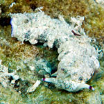 Plakobranchus ocellatus