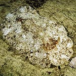 Platydoris sabulosa
