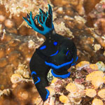 Tambja morosa