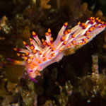 Tenellia sibogae