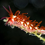 Tenellia sp. 29