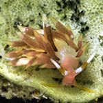 Tenellia sp. 34