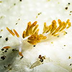 Tenellia sp. 46