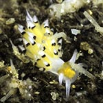 Tenellia sp. 54
