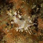 Tenellia sp. 58