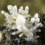 Tenellia sp. 60