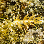 Tenellia sp. 78