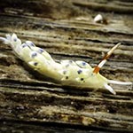 Tenellia sp. AN
