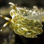 Tenellia yamasui