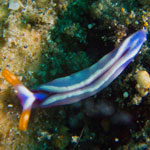 Thuridilla albopustulosa