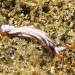 Thuridilla albopustulosa