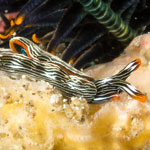 Thuridilla gracilis