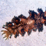 Marionia cyanobranchiata