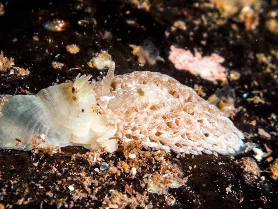 Aeolidia filomenae