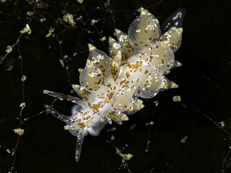 Eubranchus pallidus