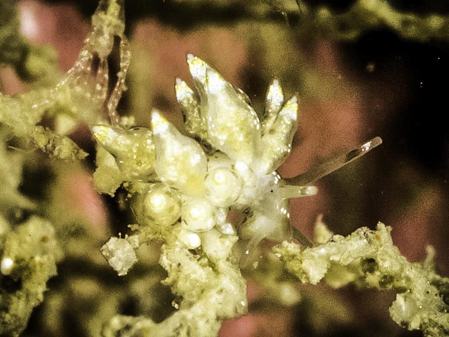 Eubranchus scintillans