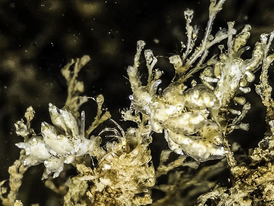 Nudibranchus scintillans