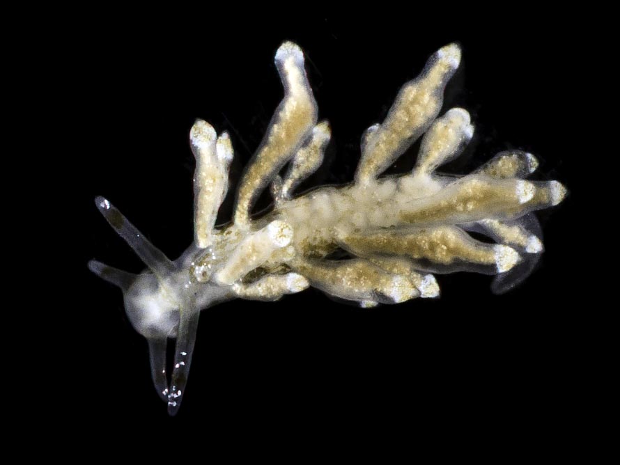 Nudibranchus scintillans