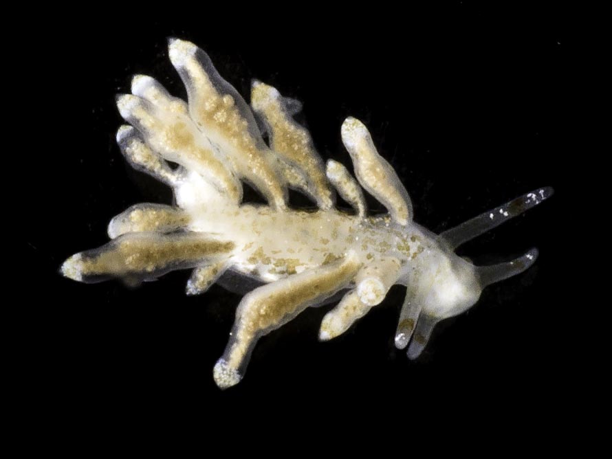 Nudibranchus scintillans