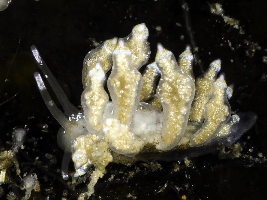 Eubranchus scintillans