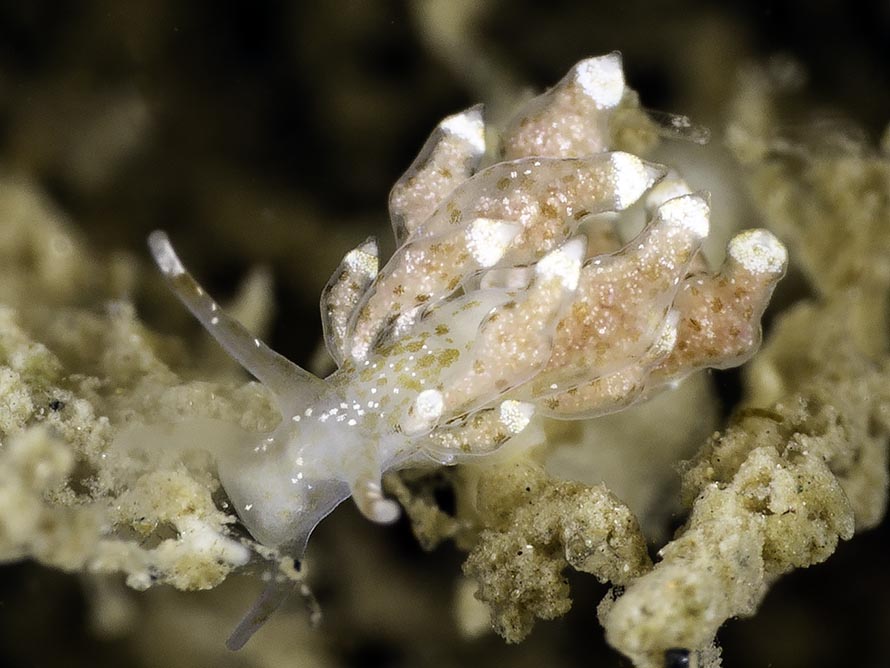 Nudibranchus scintillans