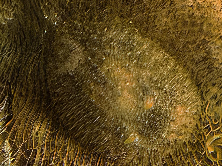 Idaliadoris depressa