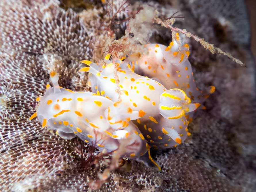 Polycera capitata