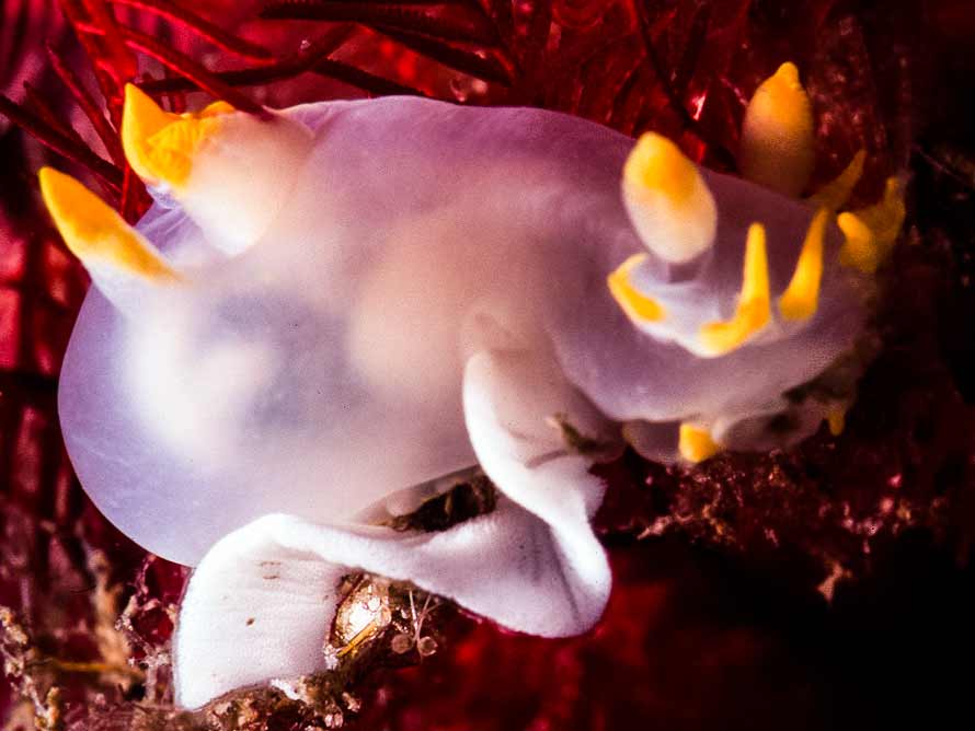 Polycera kernowensis