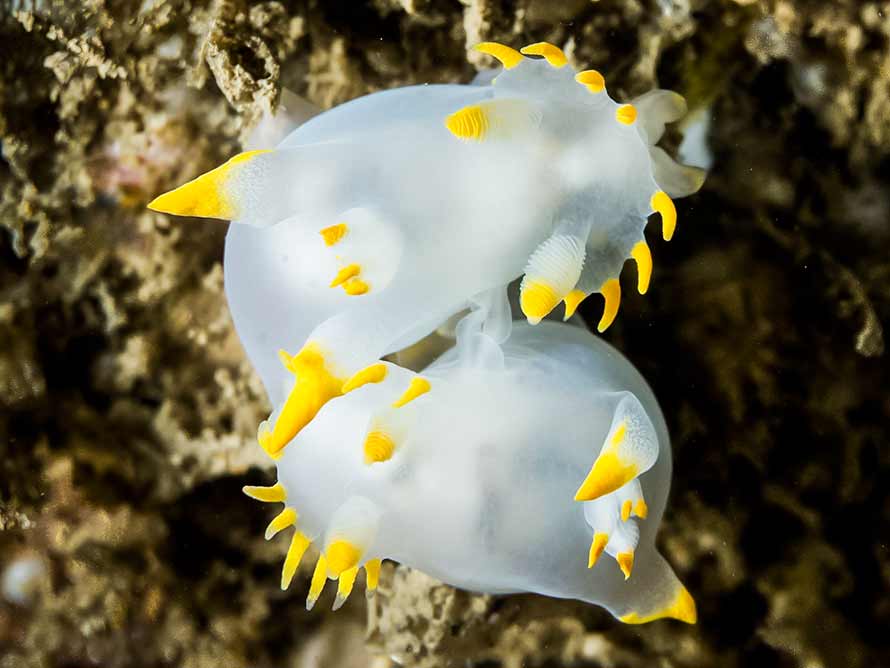 Polycera kernowensis
