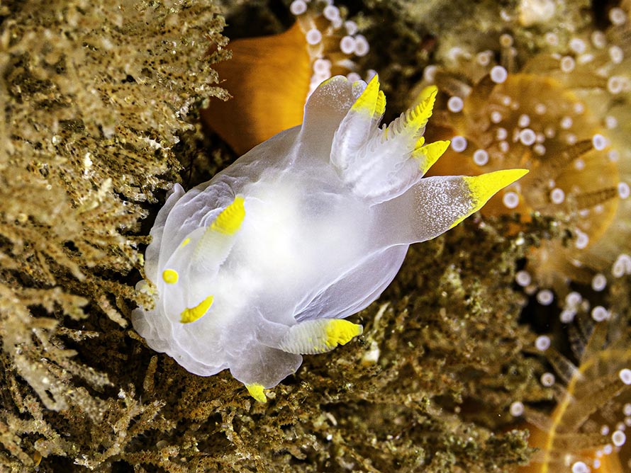 Polycera kernowensis