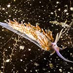 Facelina auriculata