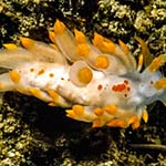 Eubranchus farrani