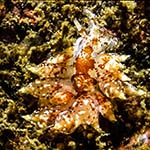 Eubranchus pallidus