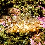 Eubranchus pallidus