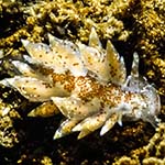 Eubranchus pallidus 03