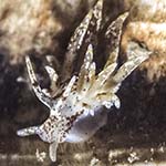 Eubranchus pallidus