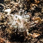 Eubranchus pallidus