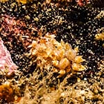 Eubranchus pallidus