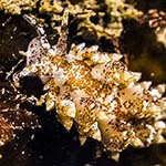 Eubranchus pallidus