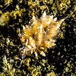 Eubranchus pallidus