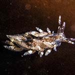 Eubranchus pallidus