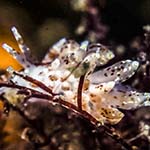 Eubranchus pallidus