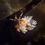 Eubranchus pallidus