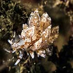 Eubranchus pallidus