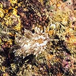 Eubranchus pallidus