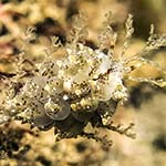 Eubranchus pallidus